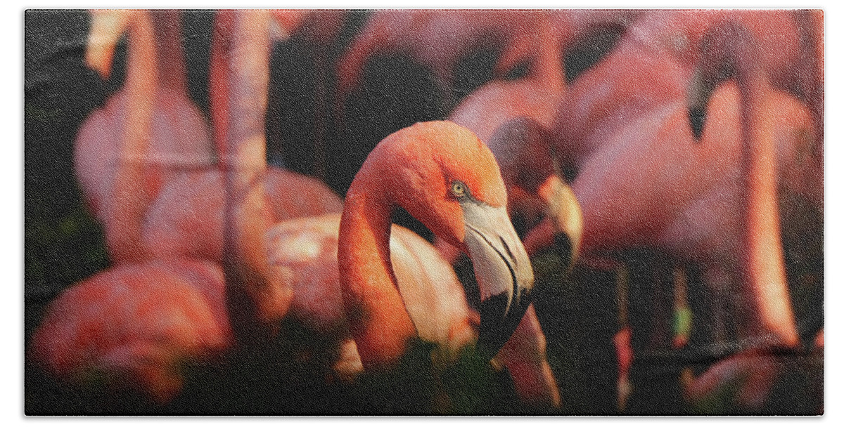 American Flamingo Hand Towel featuring the photograph Head american flamingo, Phoenicopterus ruber, from bushes by Vaclav Sonnek