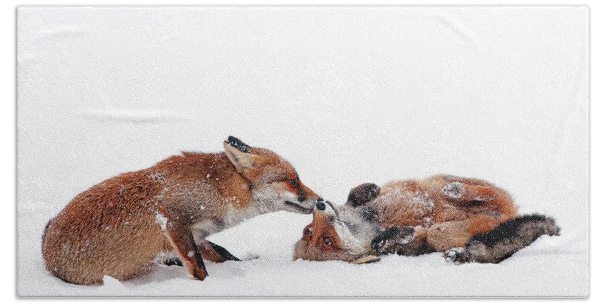 Fox Love Hand Towel featuring the photograph Cold Feet, Warm Heart Foxes in the Snow by Roeselien Raimond