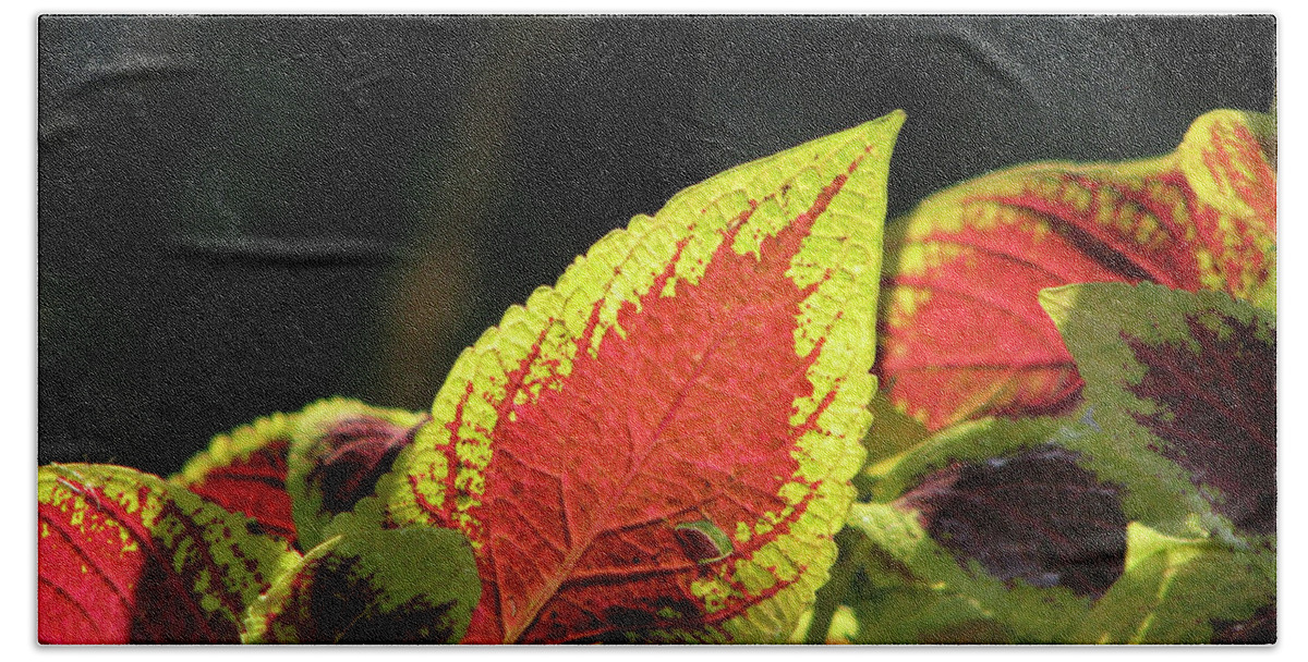 Plant Hand Towel featuring the photograph Coleus A by Thomas Firak