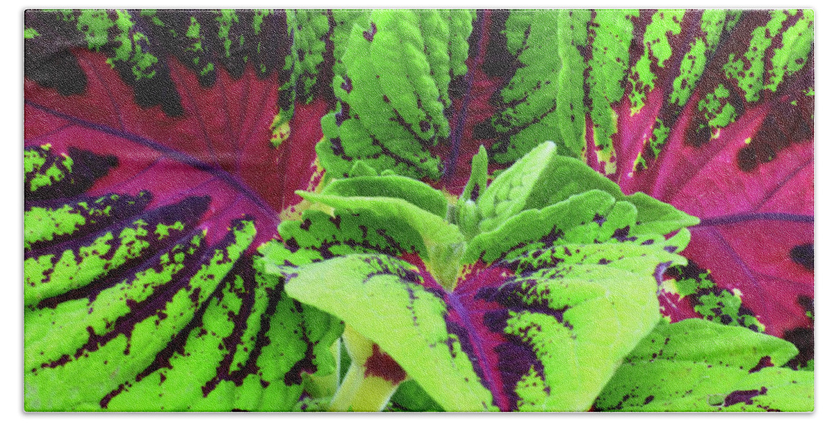 Plant Bath Towel featuring the photograph Coleus Up Close And Personal by Leslie Montgomery