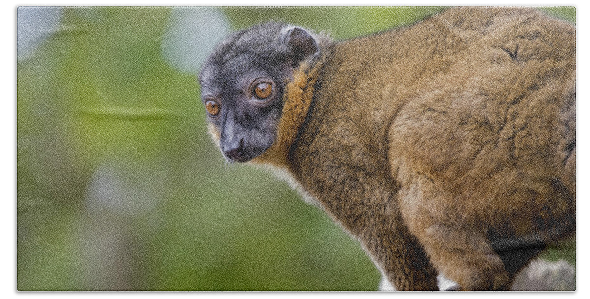Collared Lemur Hand Towel featuring the photograph Collared Lemur portrait by Gareth Parkes
