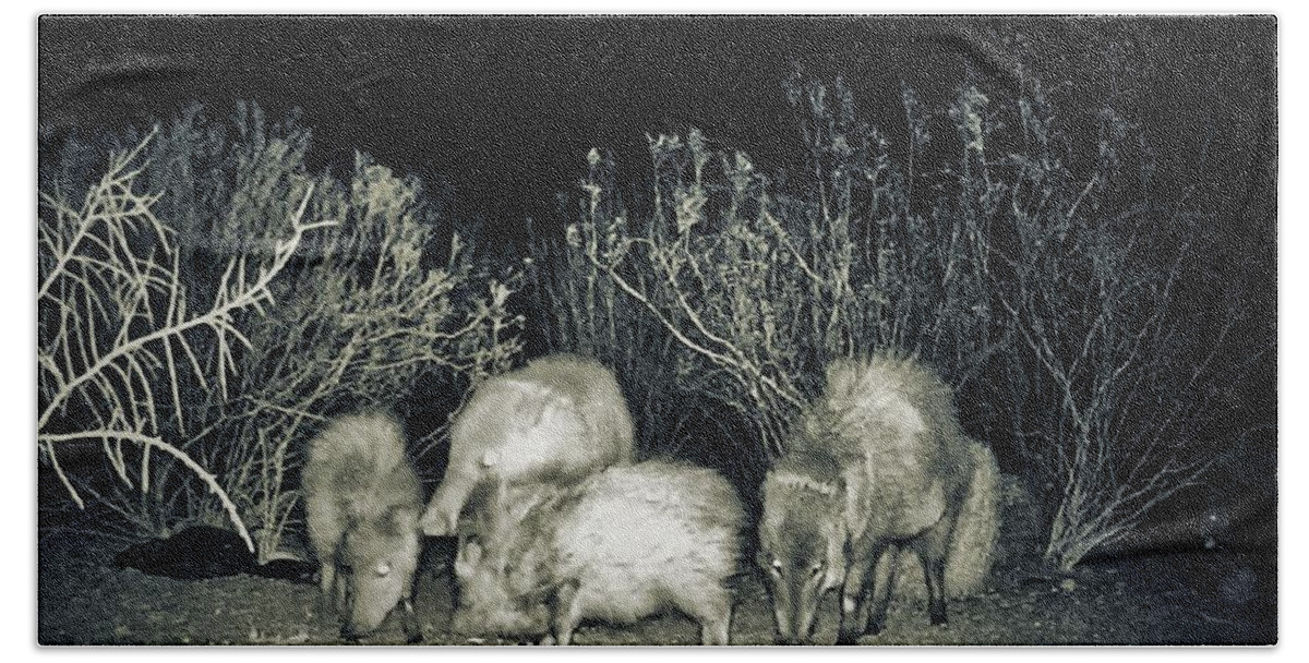 Animals Hand Towel featuring the photograph Collared Peccary or Javelina Herd at Night by Judy Kennedy