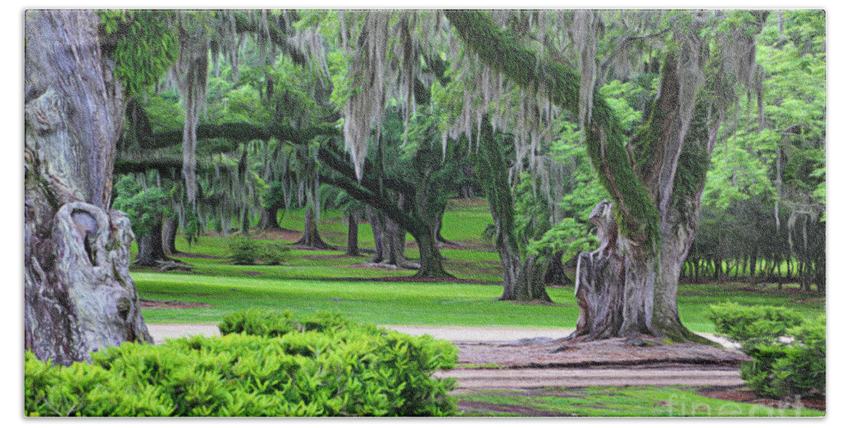 Louisiana Bath Towel featuring the photograph Color Spanish Moss Trees Louisiana by Chuck Kuhn