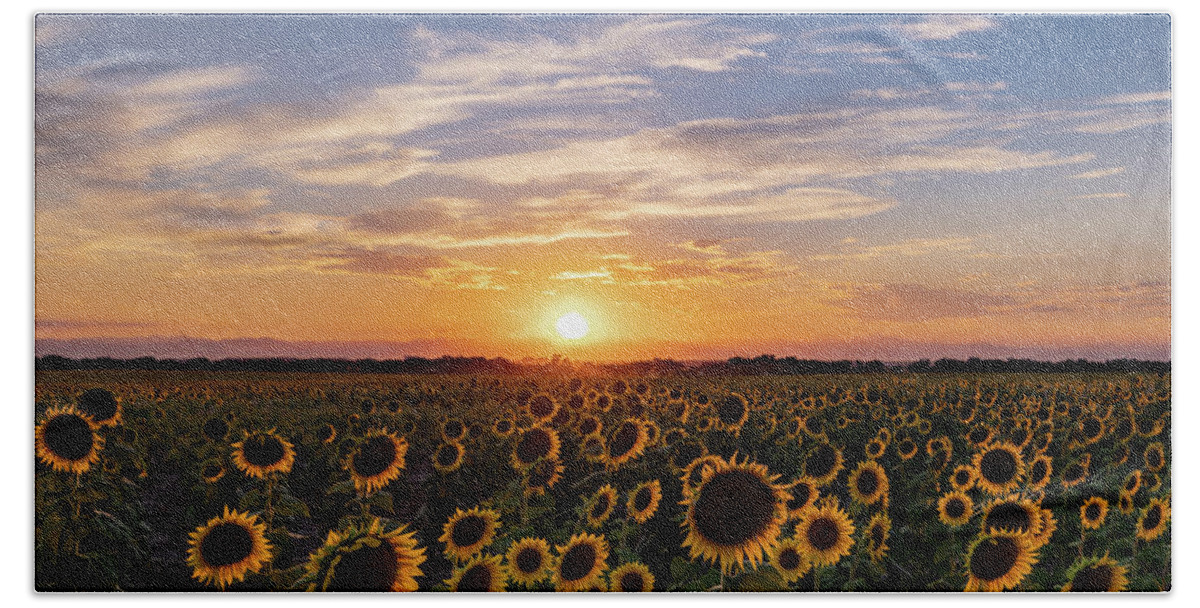 Sunset Hand Towel featuring the photograph Colorado Sunflower Field at Sunset by Phillip Rubino