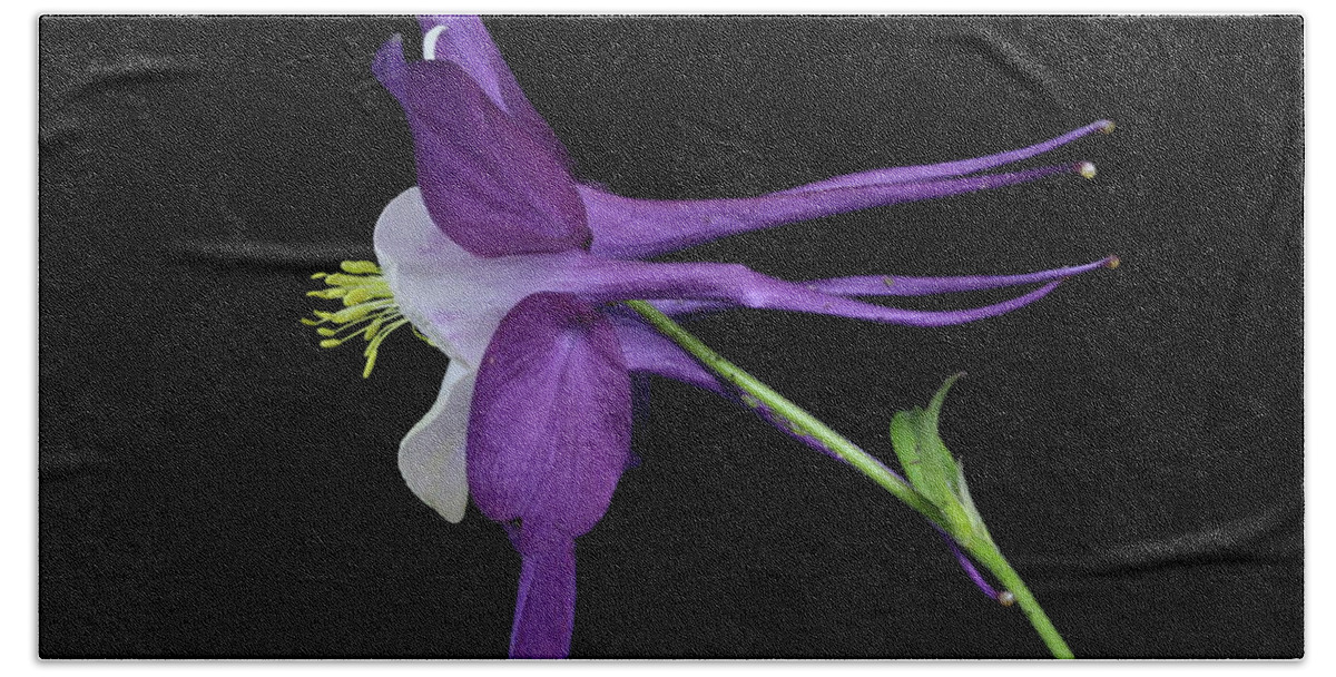 Macro Hand Towel featuring the photograph Columbine 781 by Julie Powell