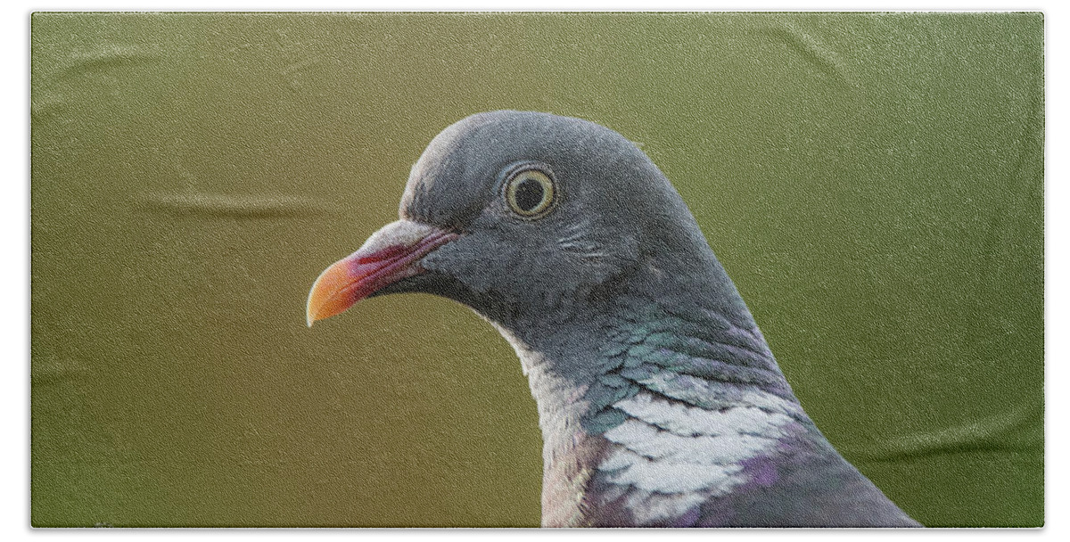 Common Wood Pigeon Bath Towel featuring the photograph Common Wood Pigeon s portrait by Torbjorn Swenelius
