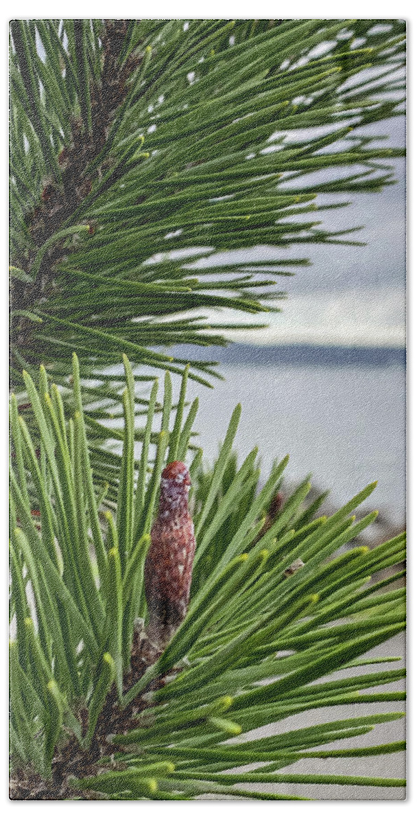 Conifer Hand Towel featuring the photograph Conifer II by Anamar Pictures