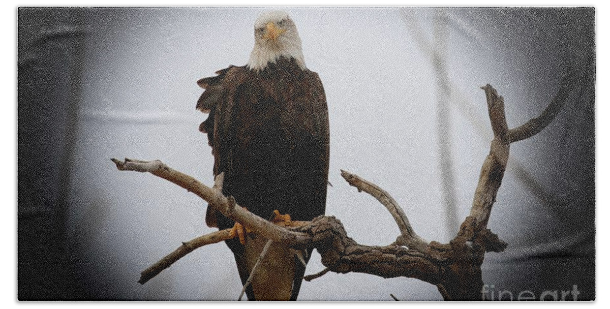 Eagles Bath Towel featuring the photograph Contemplating by Veronica Batterson