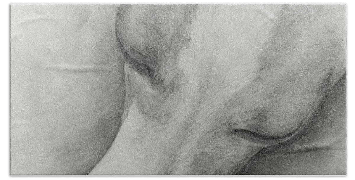 Italian Greyhound Bath Towel featuring the drawing Comfy by Heather E Harman