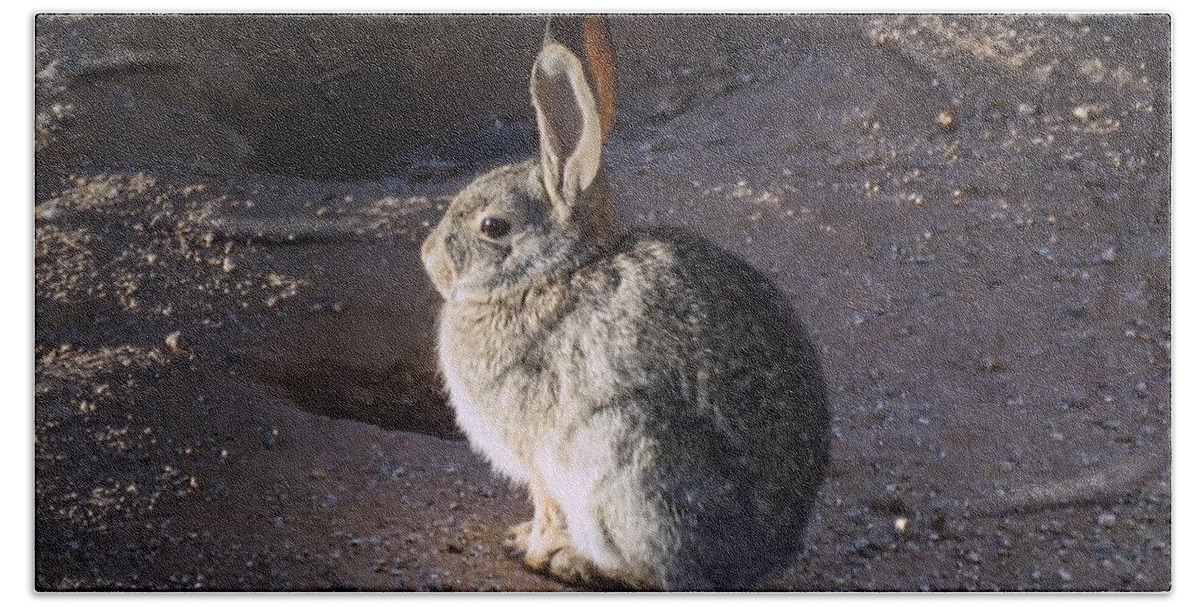 Arizona Bath Towel featuring the photograph Cool Bunny by Judy Kennedy