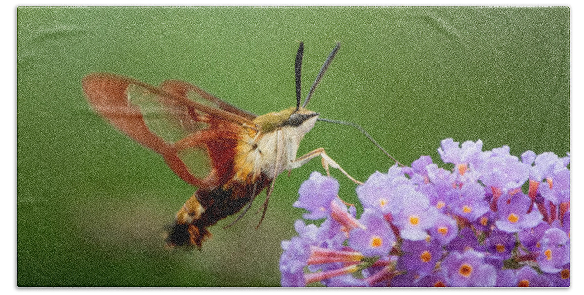 Hummingbird Moth Bath Sheet featuring the photograph Cool Creature by Linda Bonaccorsi