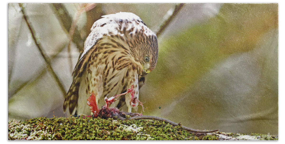 Cooper's Hawk Hand Towel featuring the photograph Cooper's Hawk Devouring Large Rodent by Amazing Action Photo Video