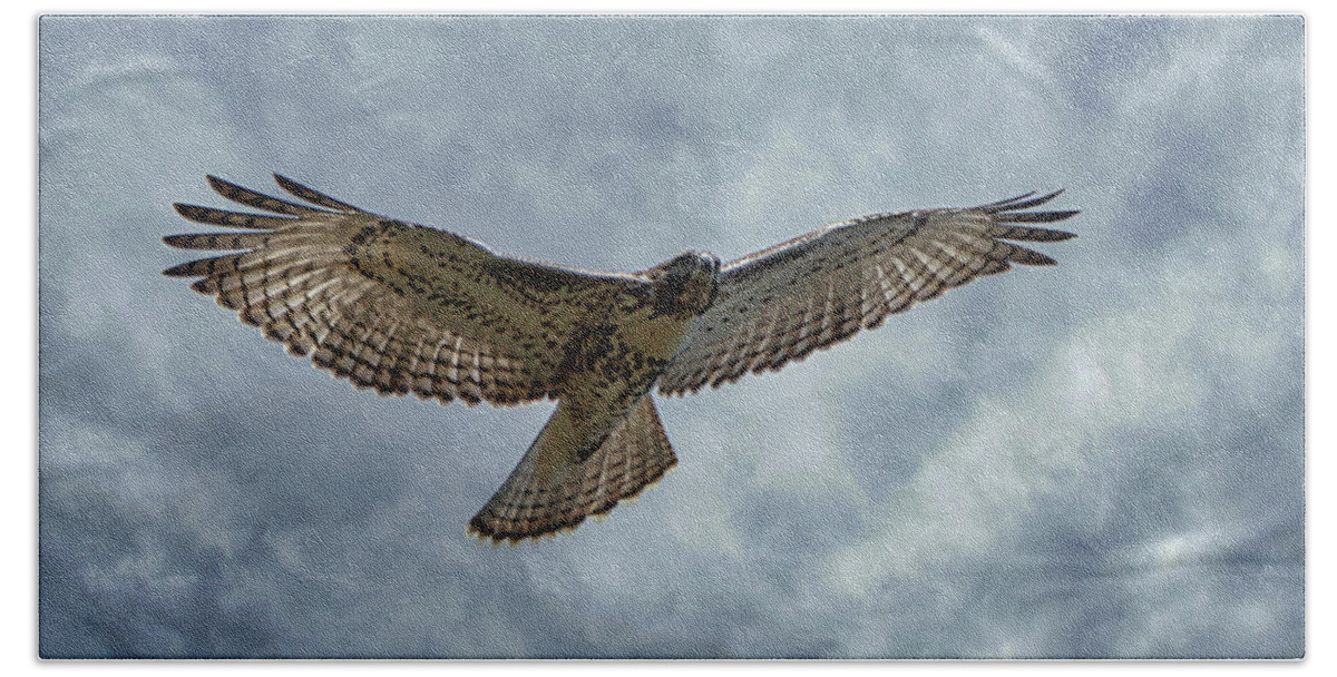 Juvenile Redtailed Hawk In Flight Hand Towel featuring the photograph Juvenile Redtailed Hawk in flight by Ernest Echols
