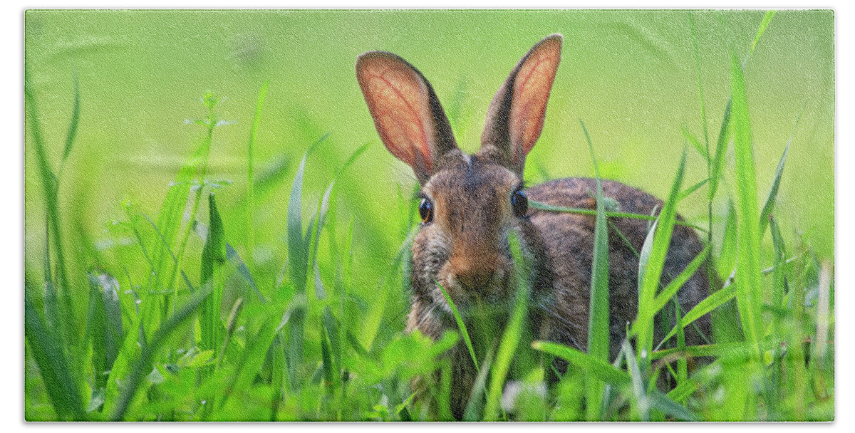 Bunny Hand Towel featuring the photograph Cottontail rabbit in the grass by Rehna George