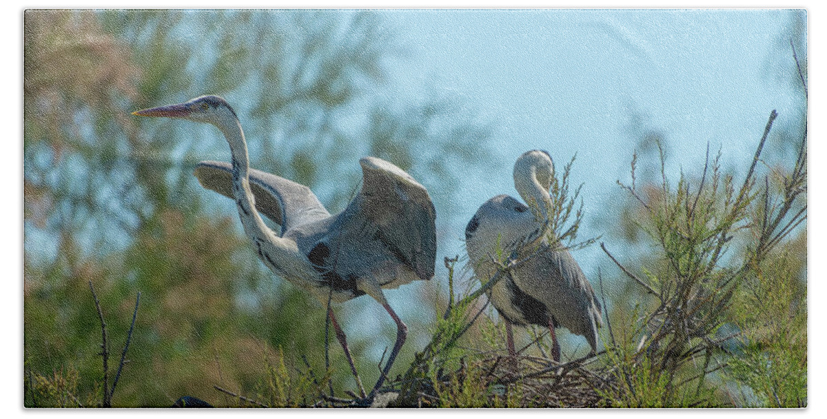Heron Hand Towel featuring the photograph Couple of grey herons by Delphimages Photo Creations