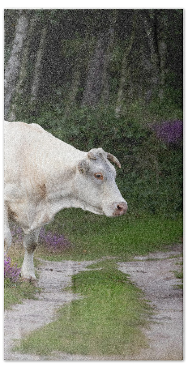 Cow Bath Towel featuring the photograph Cow in the Forest by MPhotographer
