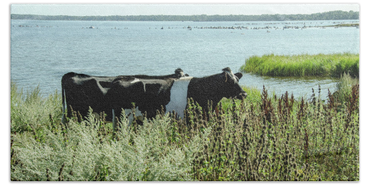 Cows Bath Towel featuring the photograph Cows at the beach by Elaine Berger