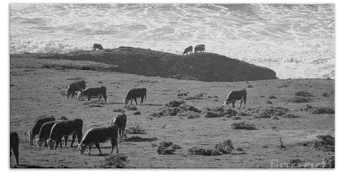 California Bath Towel featuring the photograph Cows Pacific Coastline California Big Sur BW by Chuck Kuhn