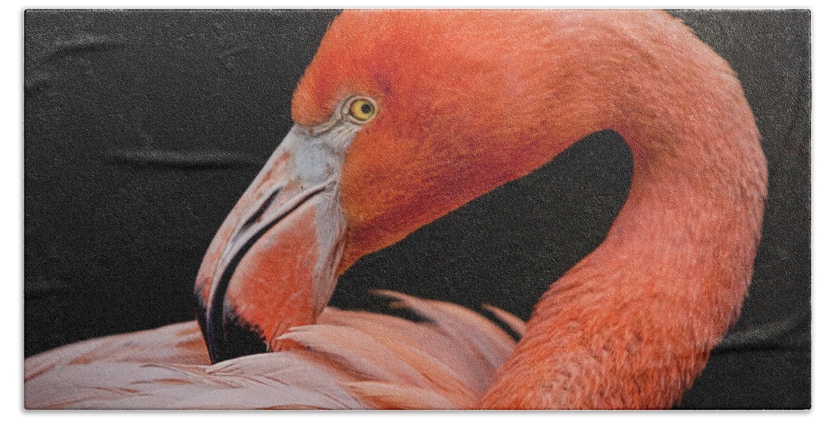 Animals Hand Towel featuring the photograph Coy Flamingo Portrait by Harriet Feagin