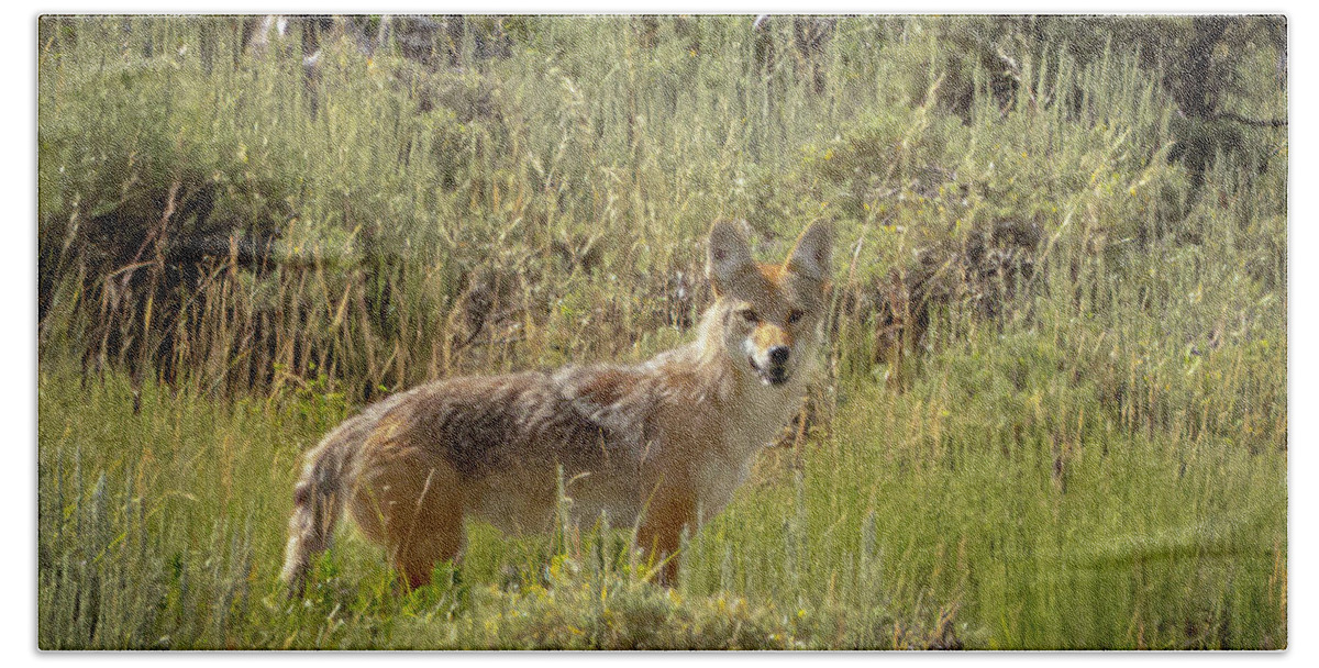 Coyote Bath Towel featuring the photograph Coyote by Laura Terriere
