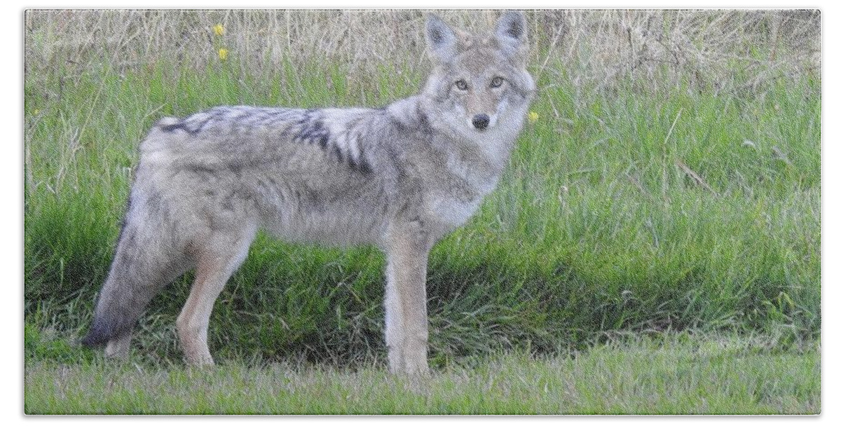 Chilcotin Coyote Bath Towel featuring the photograph Coyote by Nicola Finch