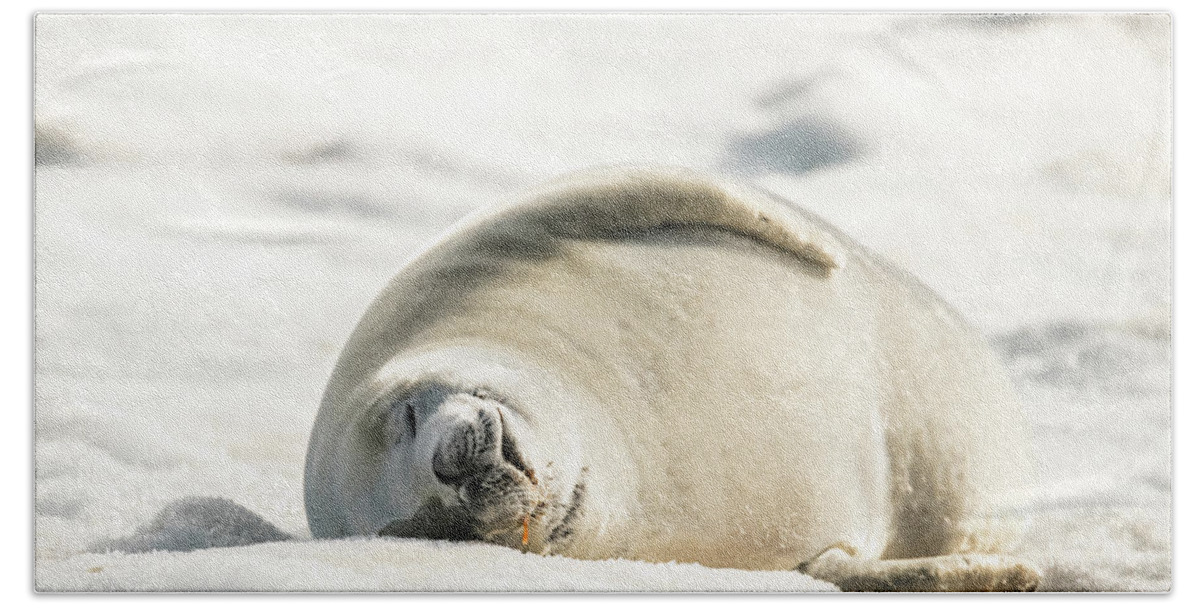 04feb20 Bath Towel featuring the photograph Crabeater Seal Frozen Drool Pile Raw Color by Jeff at JSJ Photography