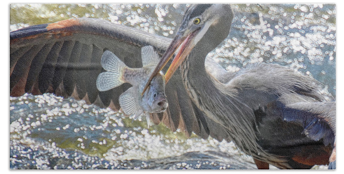 Great Blue Heron Bath Towel featuring the photograph Crappie Day by Michael Frank