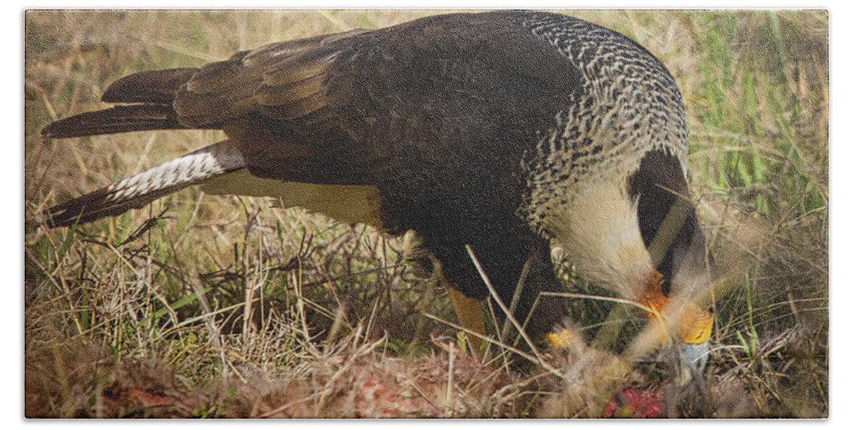Hawk Hand Towel featuring the photograph Crested Caracara With Prey by Rene Vasquez