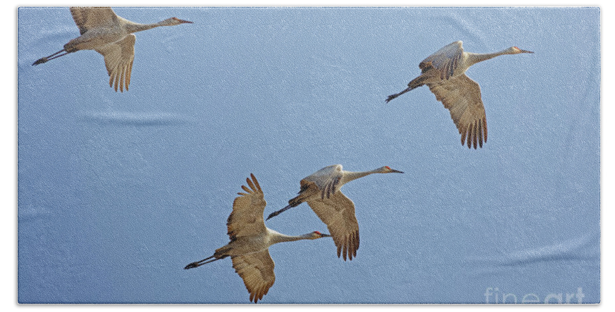 Bird Bath Towel featuring the photograph Crex Meadows Sandhill Crane Flight by Natural Focal Point Photography