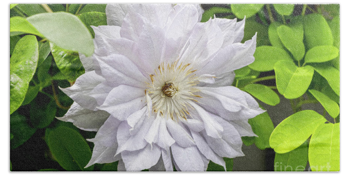 Clematis Hand Towel featuring the photograph Crisp White Clematis by Elizabeth Dow