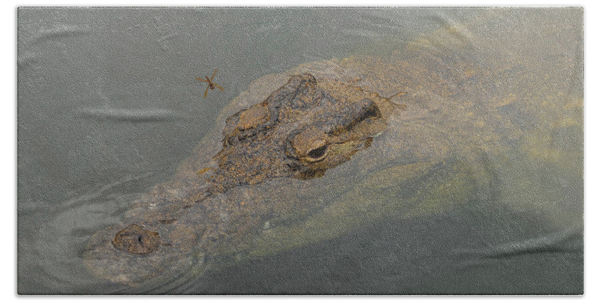 Crocodile Bath Towel featuring the photograph Crocodile with Dragonfly by Carolyn Hutchins
