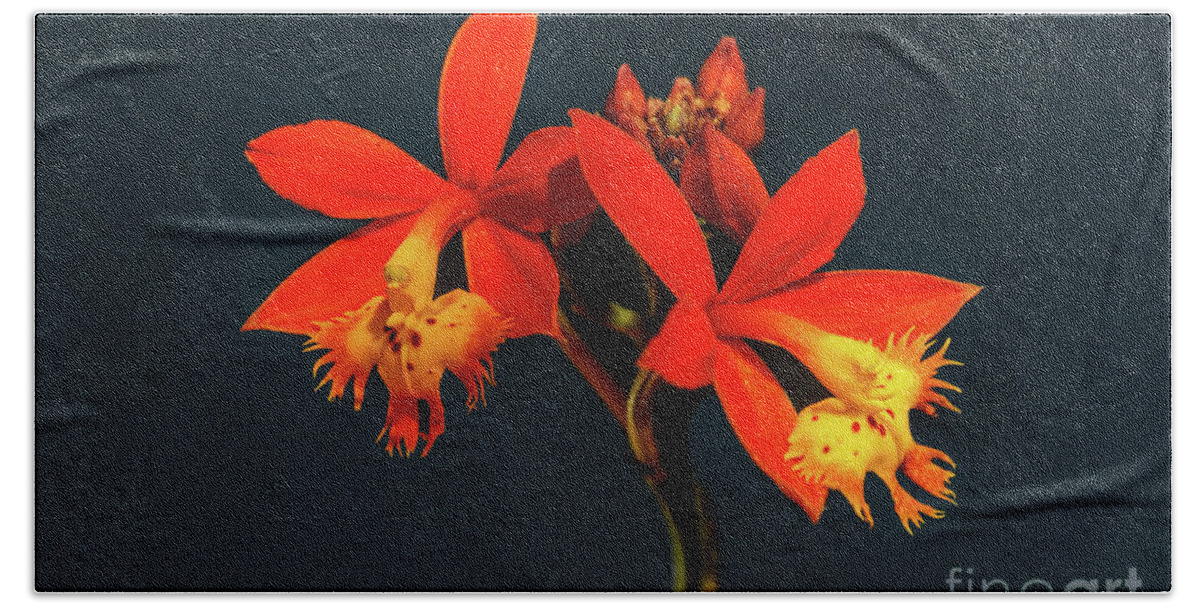 Crucifix Orchid Bath Towel featuring the photograph Crucifix Orchid by Felix Lai