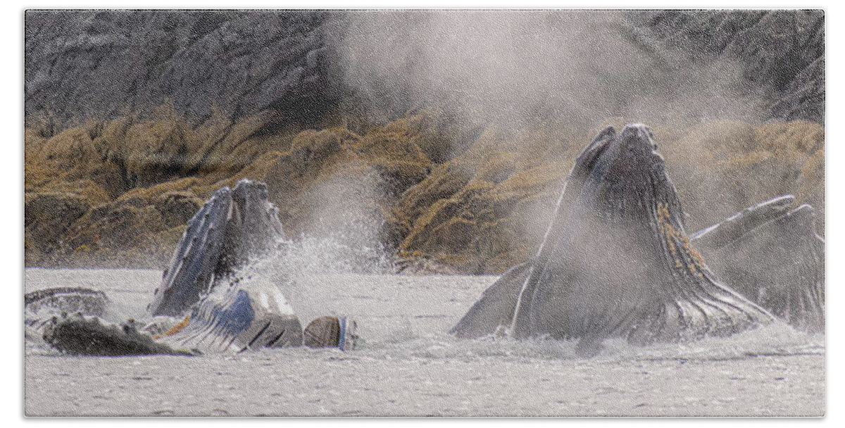 Whales Bath Towel featuring the photograph Cruising the Shoreline by Michael Rauwolf