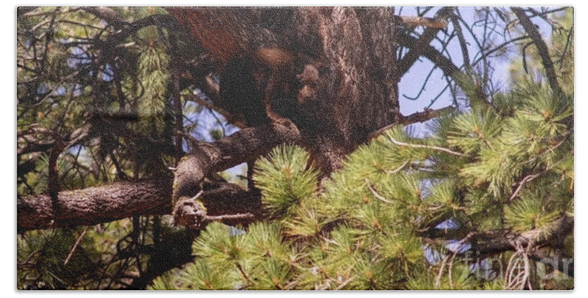 Wildlife Hand Towel featuring the photograph cub in El Dorado National Forest, California, U.S.A.-5 by PROMedias US