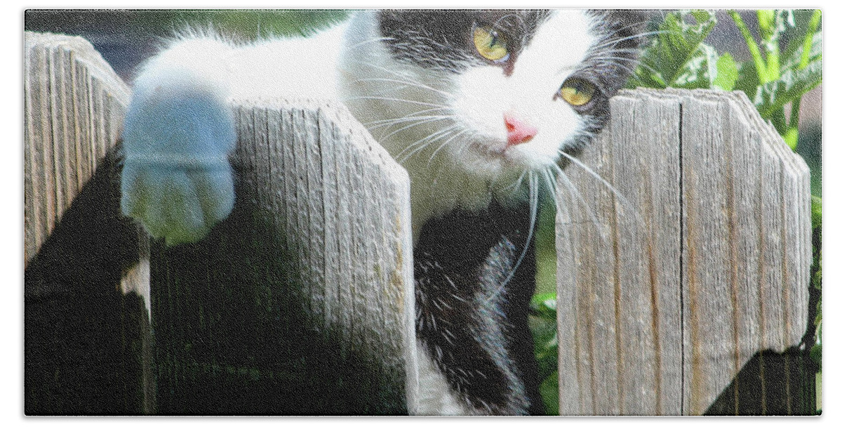 Kitten Hand Towel featuring the photograph Cuddly Kitten by Shirley Dutchkowski