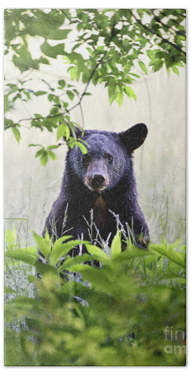 Bear Bath Towel featuring the photograph Curious Bear Cub - Animal Portraits by Rehna George