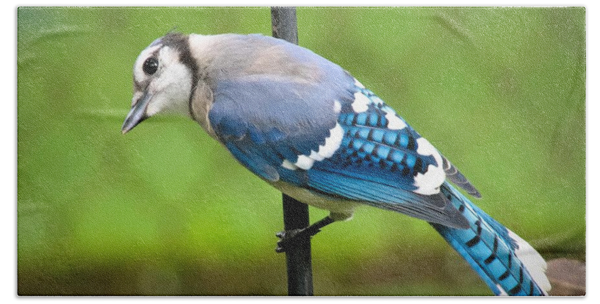  Bath Towel featuring the photograph Curious Blue Jay by Jack Wilson