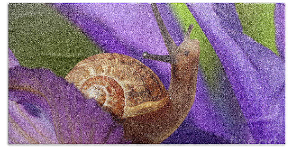 Snail Bath Towel featuring the photograph Cute garden snail on purple flower by Simon Bratt