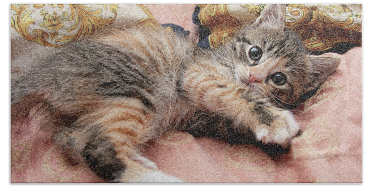 Pets Bath Towel featuring the photograph Cute Kitty 2 by Masha Batkova