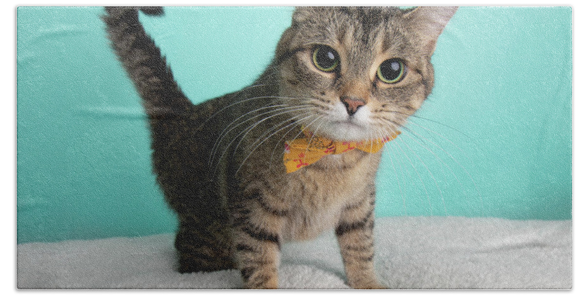 https://render.fineartamerica.com/images/rendered/default/flat/bath-towel/images/artworkimages/medium/3/cute-young-tabby-cat-wearing-orange-and-yellow-bow-tie-flower-costume-portrait-big-eyes-standing-ashley-swanson.jpg?&targetx=0&targety=-129&imagewidth=952&imageheight=735&modelwidth=952&modelheight=476&backgroundcolor=96E4DC&orientation=1&producttype=bathtowel-32-64