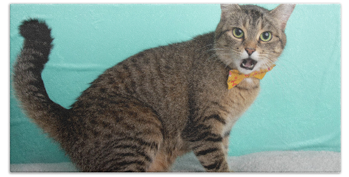 https://render.fineartamerica.com/images/rendered/default/flat/bath-towel/images/artworkimages/medium/3/cute-young-tabby-cat-wearing-orange-and-yellow-bow-tie-flower-costume-portrait-sitting-full-body-with-tongue-out-ashley-swanson.jpg?&targetx=0&targety=-129&imagewidth=952&imageheight=735&modelwidth=952&modelheight=476&backgroundcolor=46392E&orientation=1&producttype=bathtowel-32-64