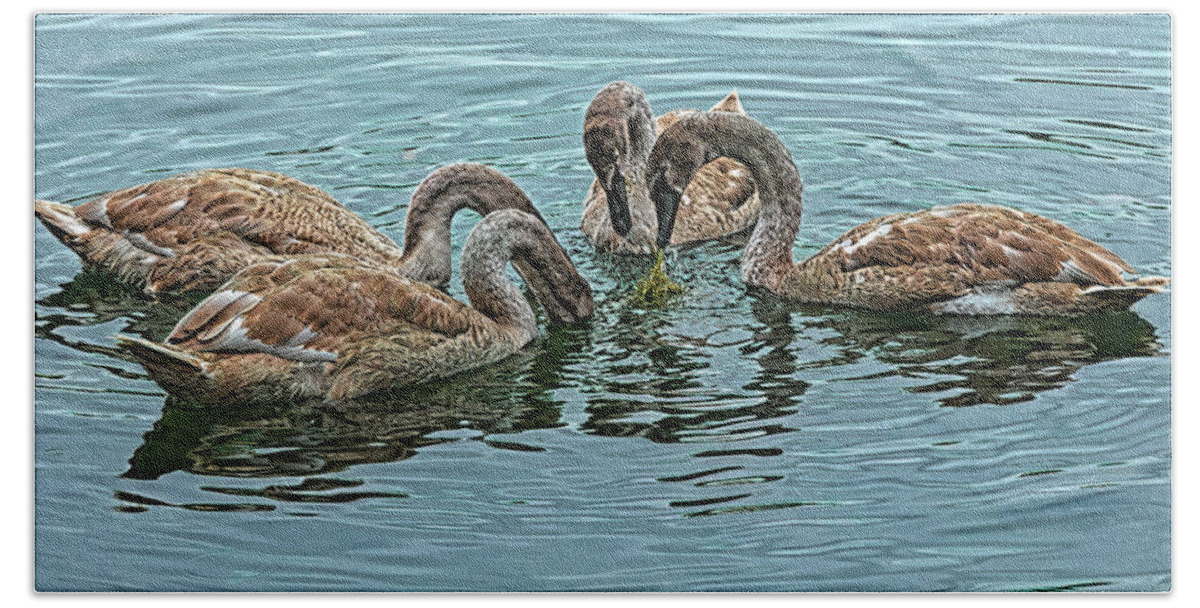 Wildlife Bath Towel featuring the photograph Cygnet Lunch Meeting by Robert Bolla