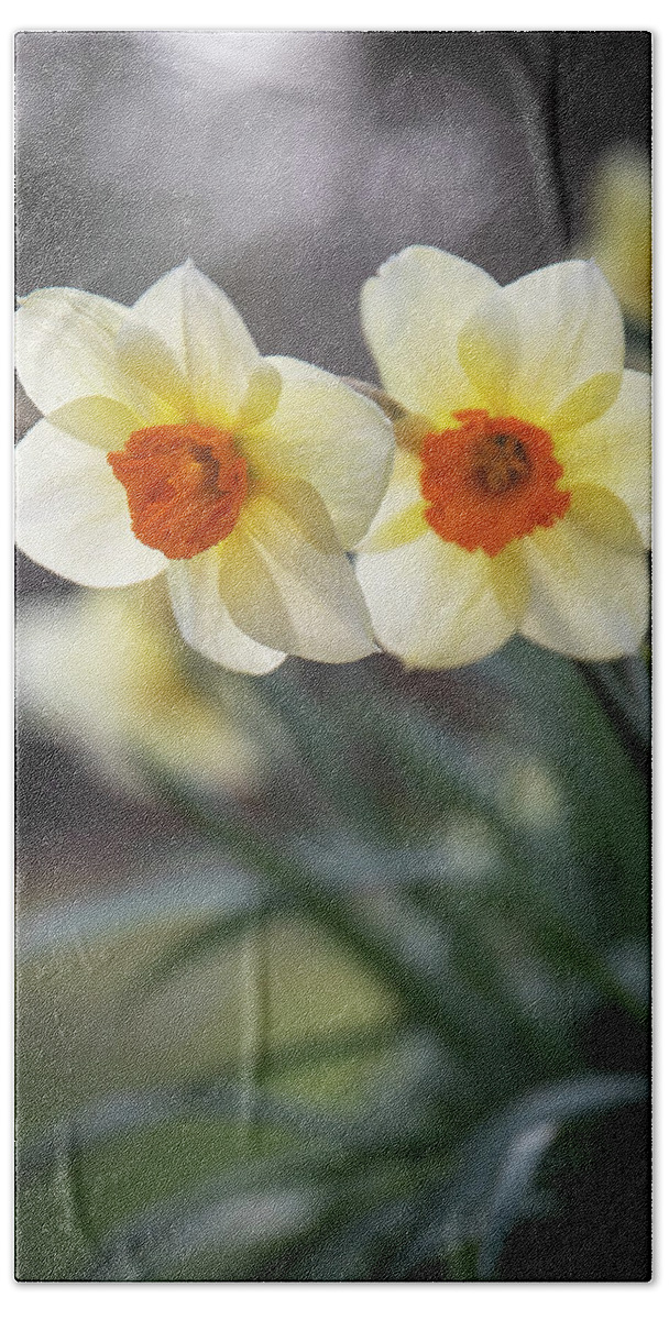 Daffodil Bath Towel featuring the photograph Daffodils by Denise Kopko