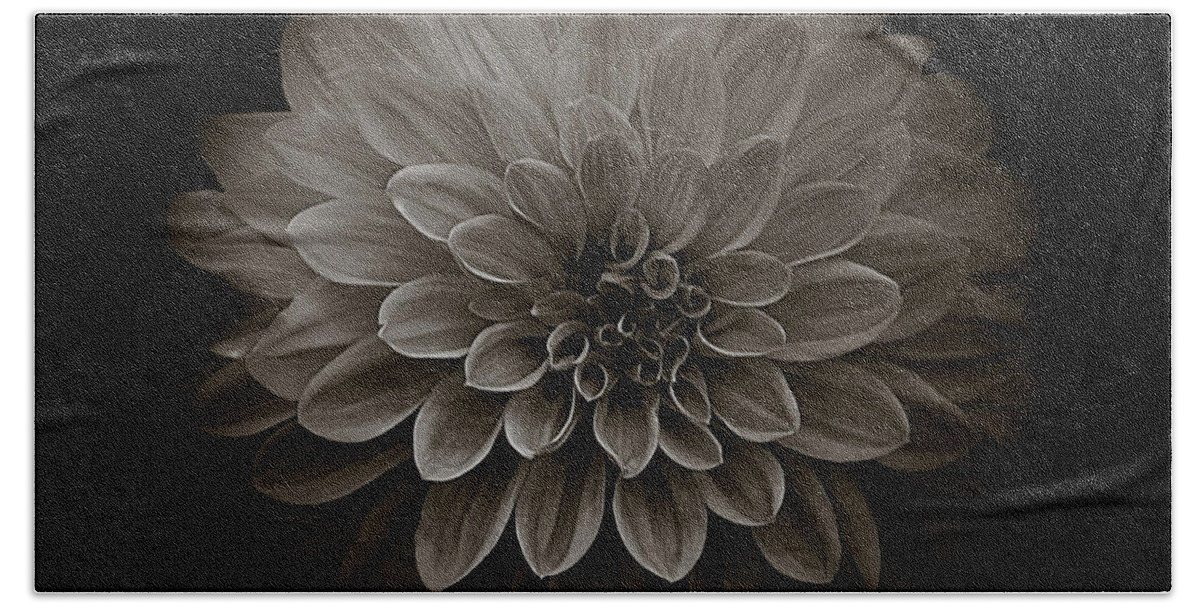 Art Hand Towel featuring the photograph Dahlia IV Square Sepia by Joan Han