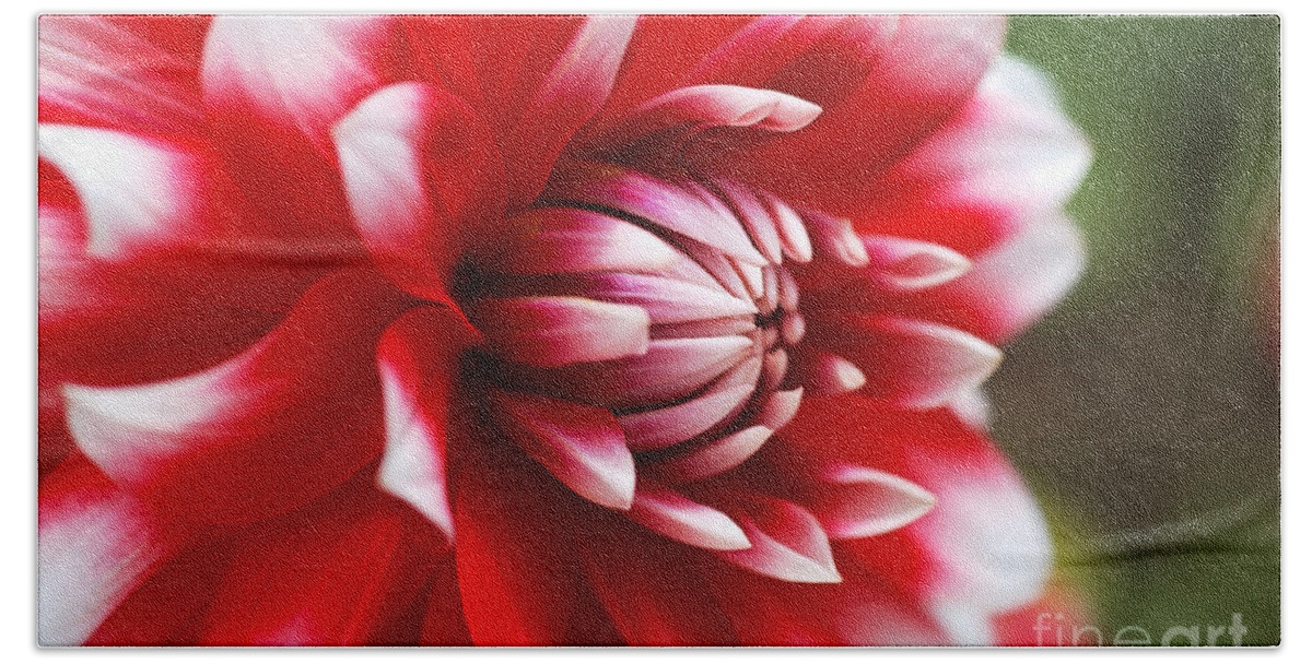 Fire And Ice Bath Towel featuring the photograph Dahlia Red With White Flower by Joy Watson