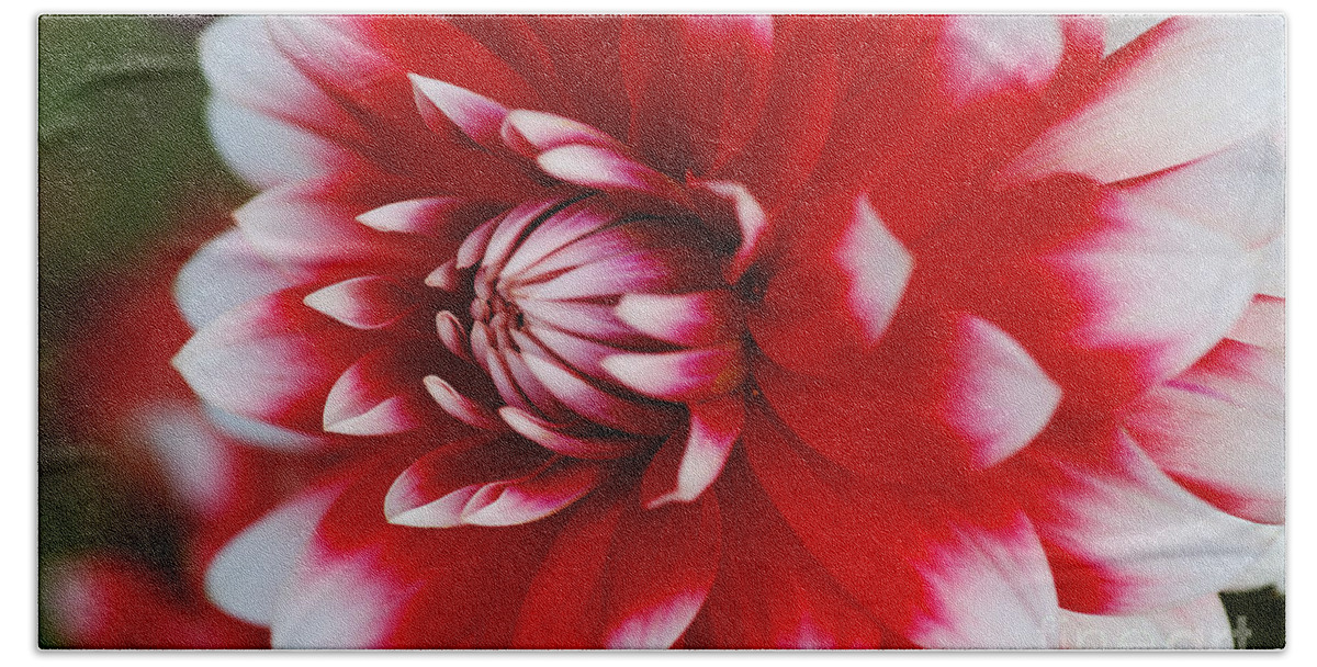Fire And Ice Bath Towel featuring the photograph Dahlia Rich Red and White by Joy Watson