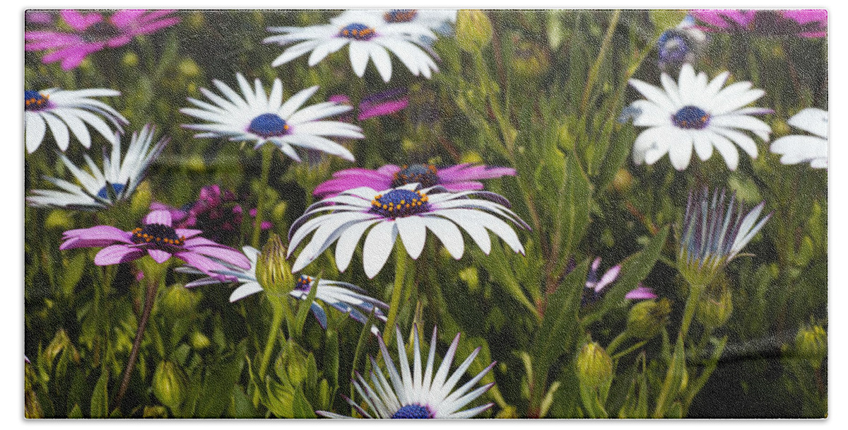 Cape Daisy Art Hand Towel featuring the photograph Daisies Are Under My Feet by Joy Watson
