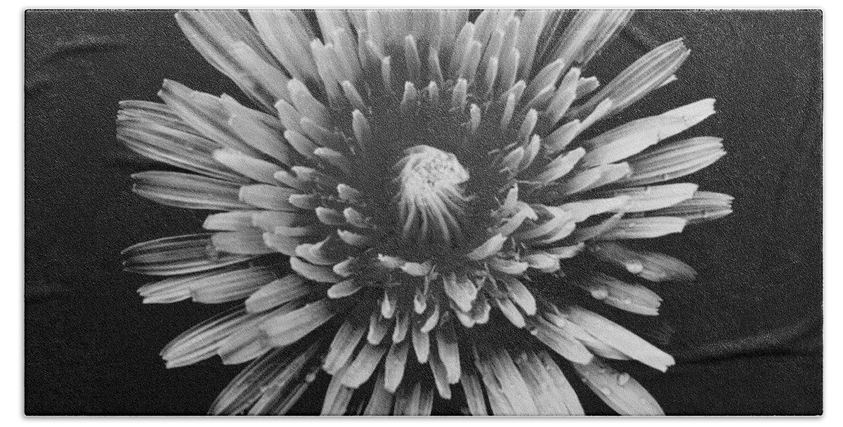 Art Bath Towel featuring the photograph Dandelion I Black and White by Joan Han