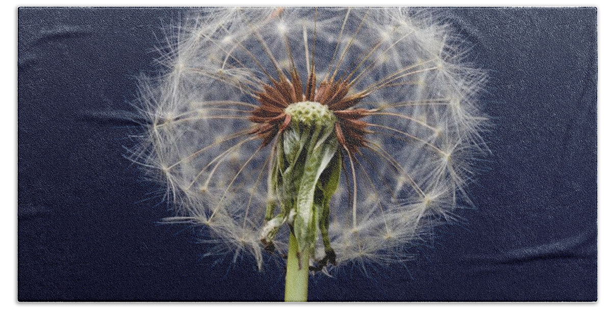 Yard Bath Towel featuring the photograph Dandelion Two by Kevin Craft