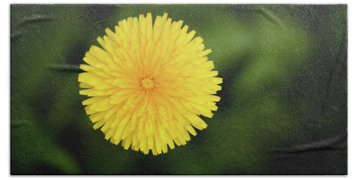  Dandelion Hand Towel featuring the photograph Dandelion_5906 by Rocco Leone